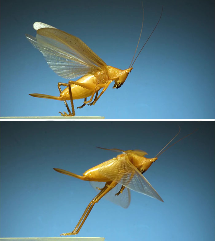 Here’s What These 11 Insect Species Look Like Flying In Slow Motion And Some Of Them Look Hilariously Derpy Here’s What These 11 Insect Species Look Like Flying In Slow Motion And Some Of Them Look Hilariously Derpy