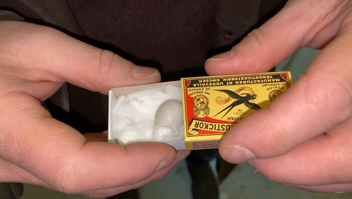 Man Finds An Abandoned Parrot Egg And Hatches It Into An Adorable Budgie