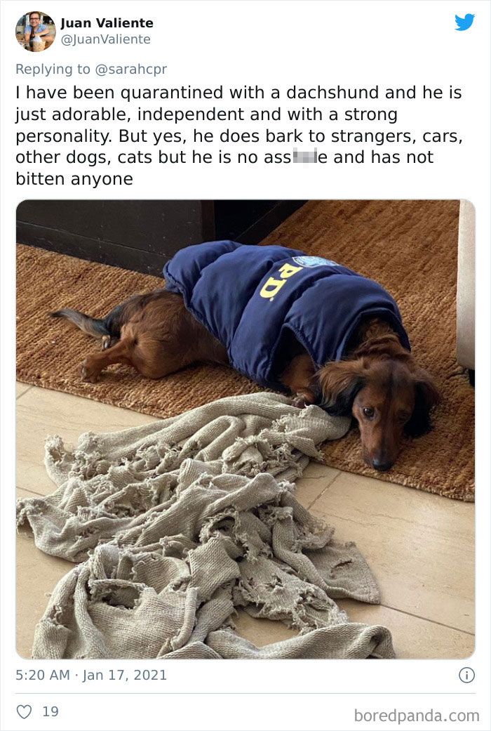 Funny-Informative-Dachshunds-Tweets