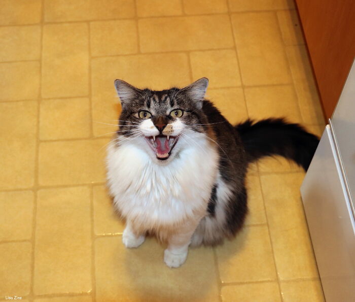 43 People Share How They Accidentally Conditioned Their Pets To Learn Unusual Skills Or Habits