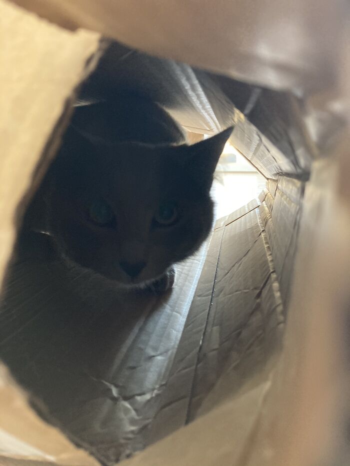 Basil Like Boxes! Basil Like Hunting!