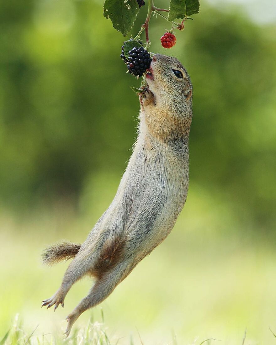 Austrian Wildlife Photographer Captures Nature’s Magical Moments (35 Pics)