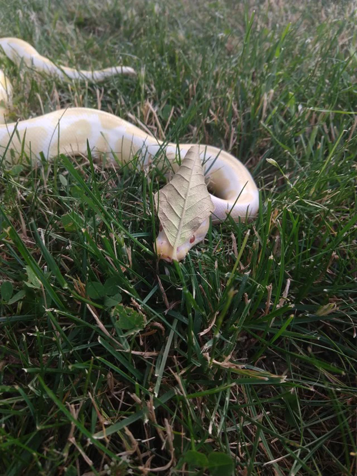 Leaf Hat (Kind Of A Loose Definition Of A Hat But I Declare That It Is One)