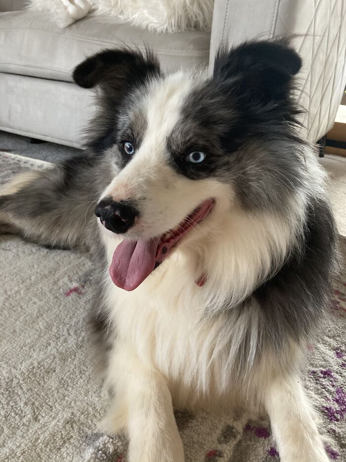 This Is Axle Is He Is A “Border Collie” He Doesnt Like Running Unless It’s Chasing Thunderstorms And Midnight