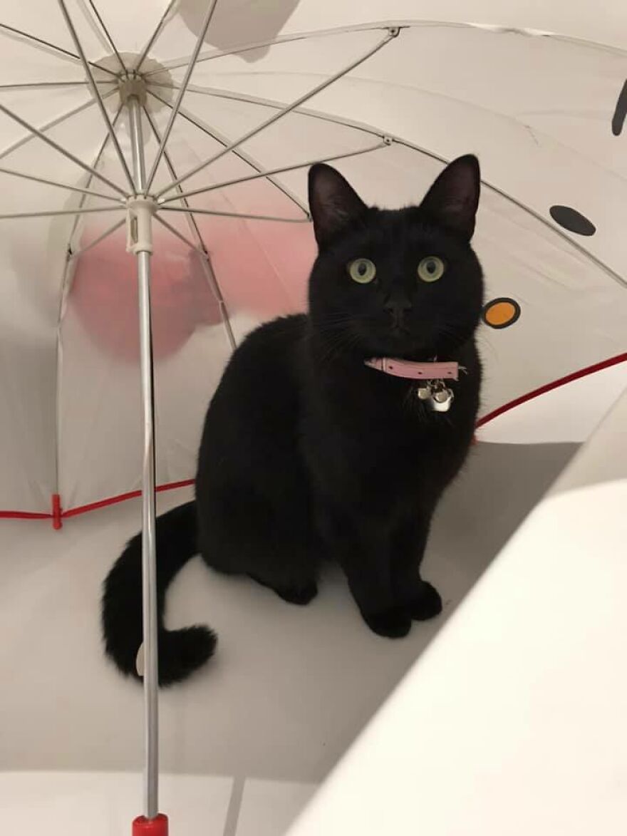 I Saved My Cat & Now She Saves Me Every Day (29 Pics)