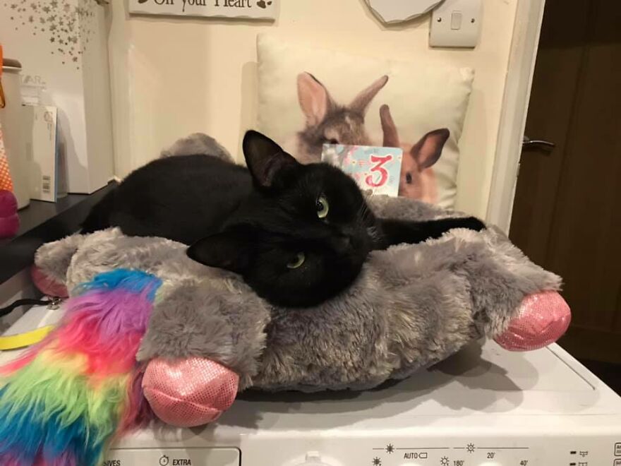 I Saved My Cat & Now She Saves Me Every Day (29 Pics)