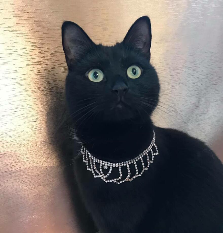 I Saved My Cat & Now She Saves Me Every Day (29 Pics) I Saved My Cat & Now She Saves Me Every Day (29 Pics)