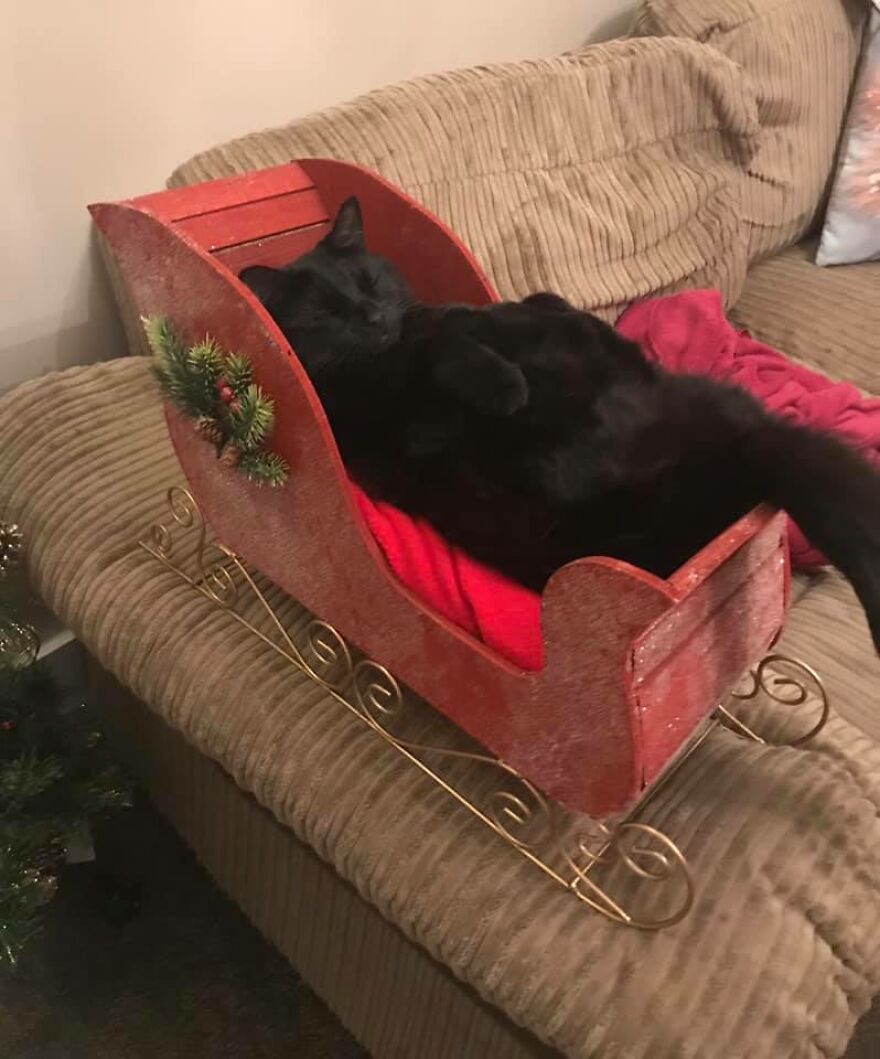 I Saved My Cat & Now She Saves Me Every Day (29 Pics)