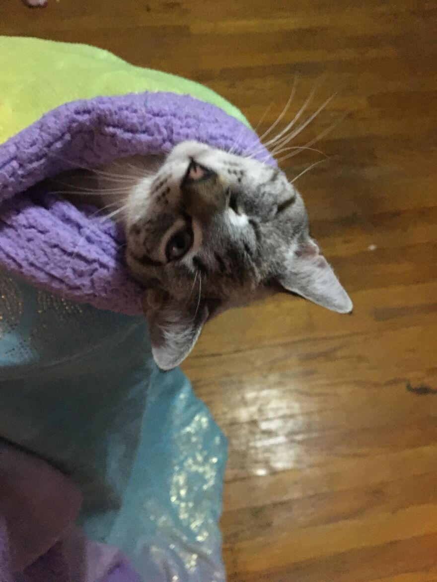 This Is A Picture Of My Cat Cricket He Is My One Eye Kitty Kitty