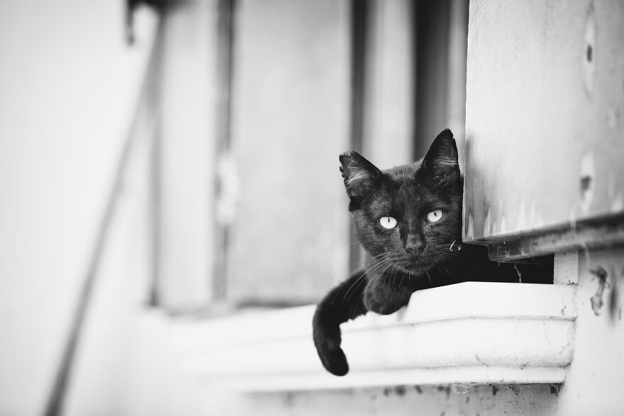 I Might Go Catch That Bird ... Or I'll Just Watch It From Here ...