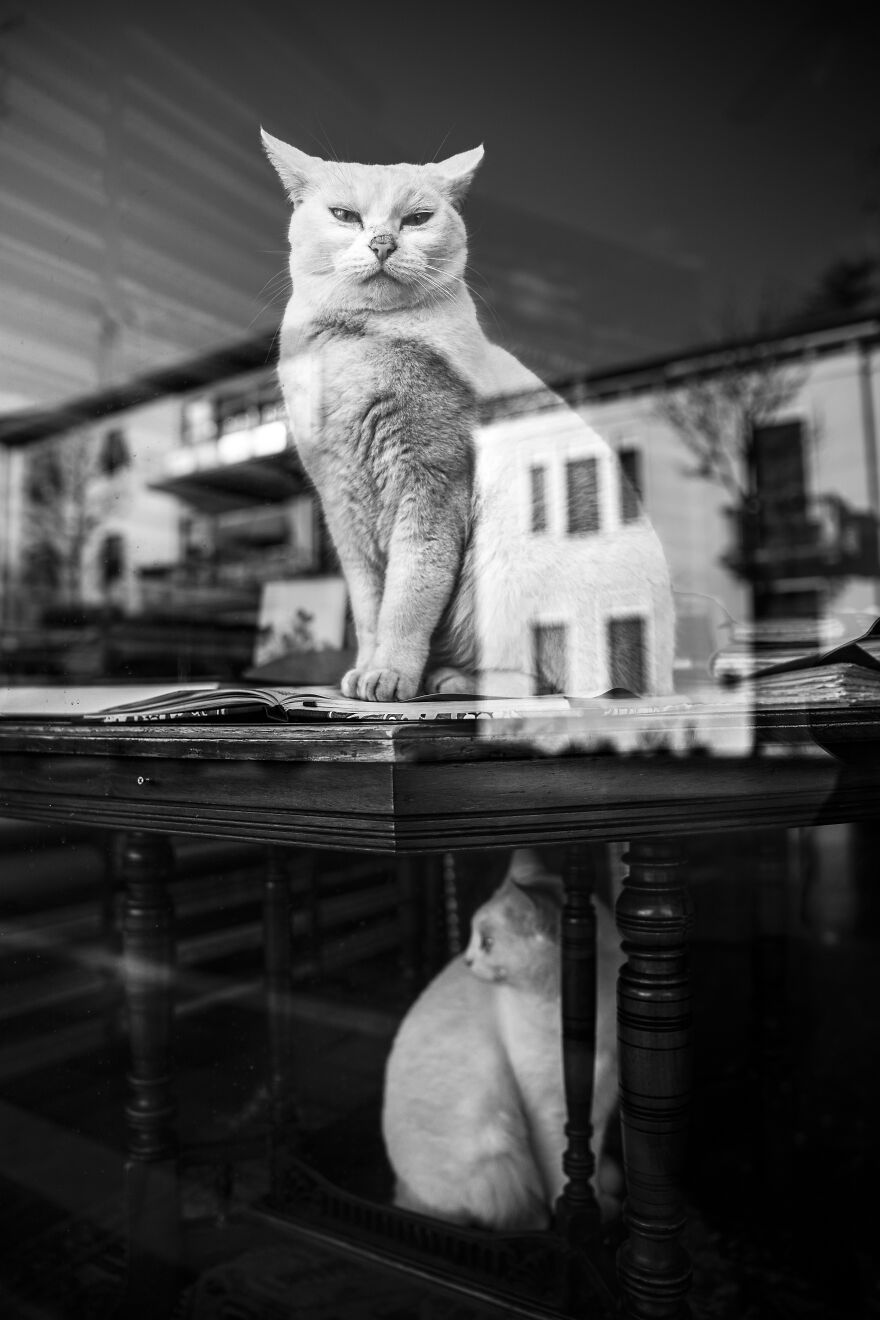 "What Are You Staring At, Human?"