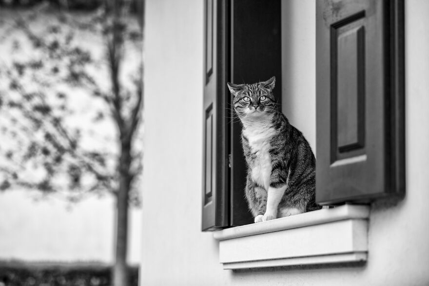 My Cat Sissi, Annoyed By Our Neighbor's Law Mower...