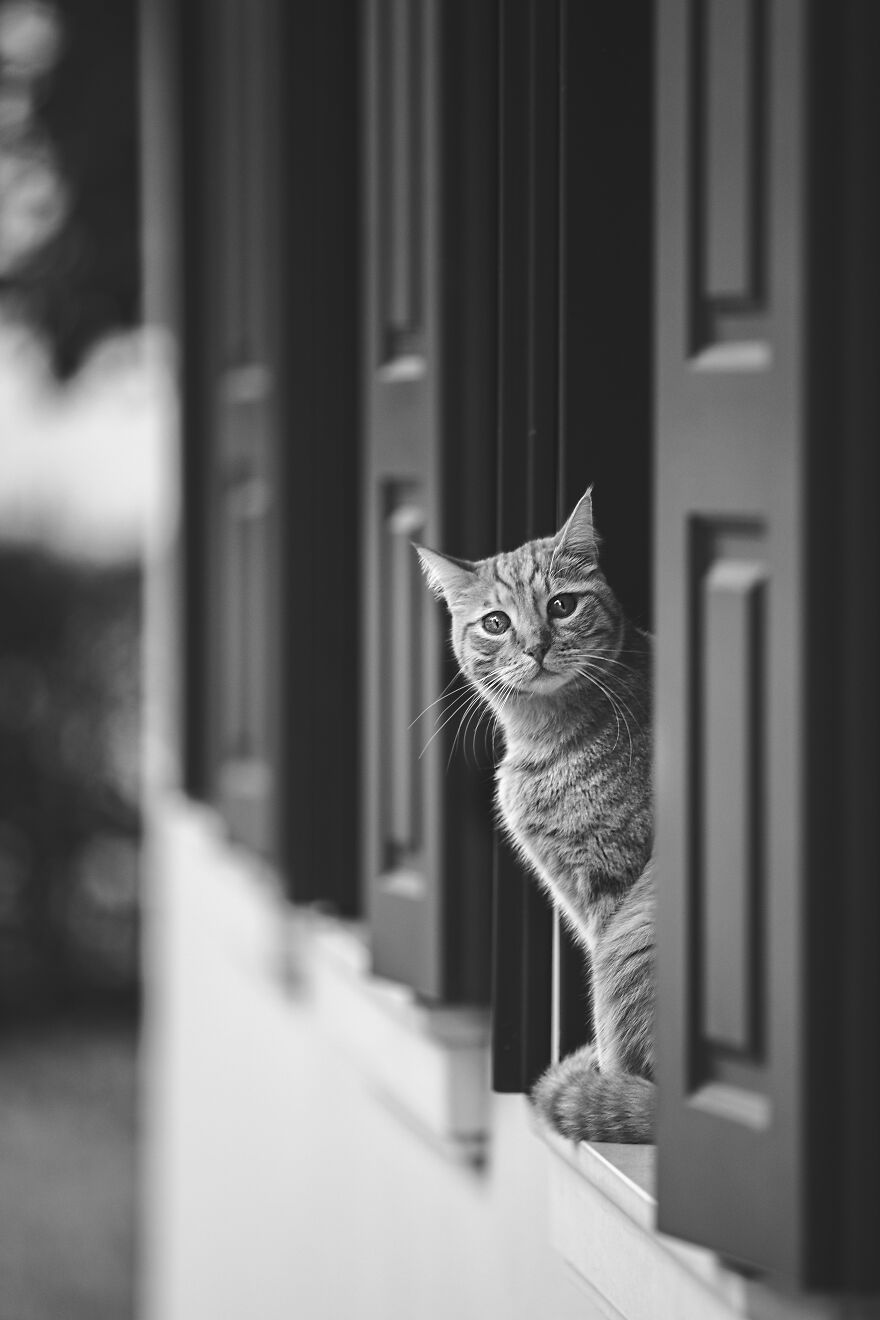 My Cat Ricky, So Disappointed Because It's Raining And He Can't Go Out