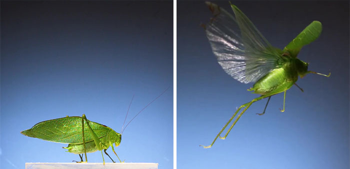 Here’s What These 11 Insect Species Look Like Flying In Slow Motion And Some Of Them Look Hilariously Derpy Here’s What These 11 Insect Species Look Like Flying In Slow Motion And Some Of Them Look Hilariously Derpy