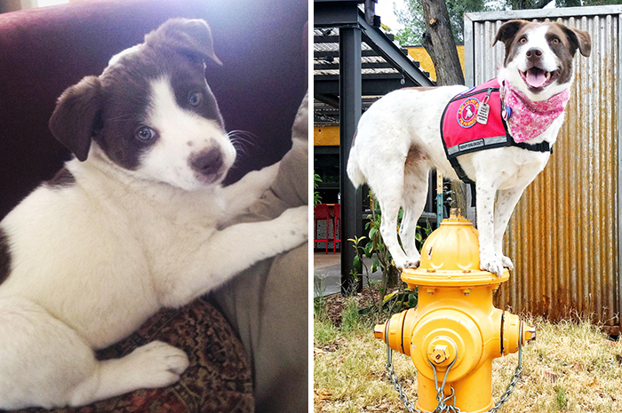 Fable, The Best Doggo Ever. She’s 8 Years Old And A Certified Therapy Dog Who Visits Schools And Hospitals Just To Make People Happy!