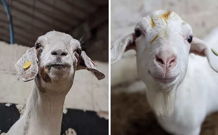 Farm Rents Their Goats For Zoom Conference Calls For $7/5 mins, Raises $68k Farm Rents Their Goats For Zoom Conference Calls For $7/5 mins, Raises $68k