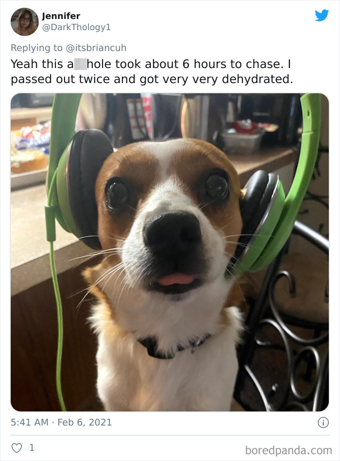 Chase-Dog-Down-The-Street-Game-Stories