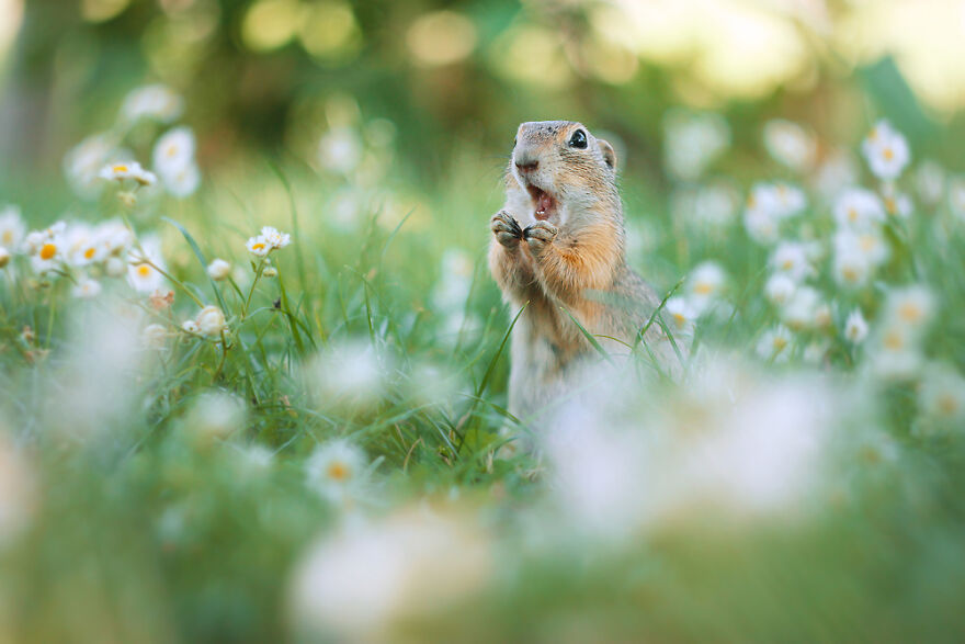 Austrian Wildlife Photographer Captures Nature’s Magical Moments (35 Pics)