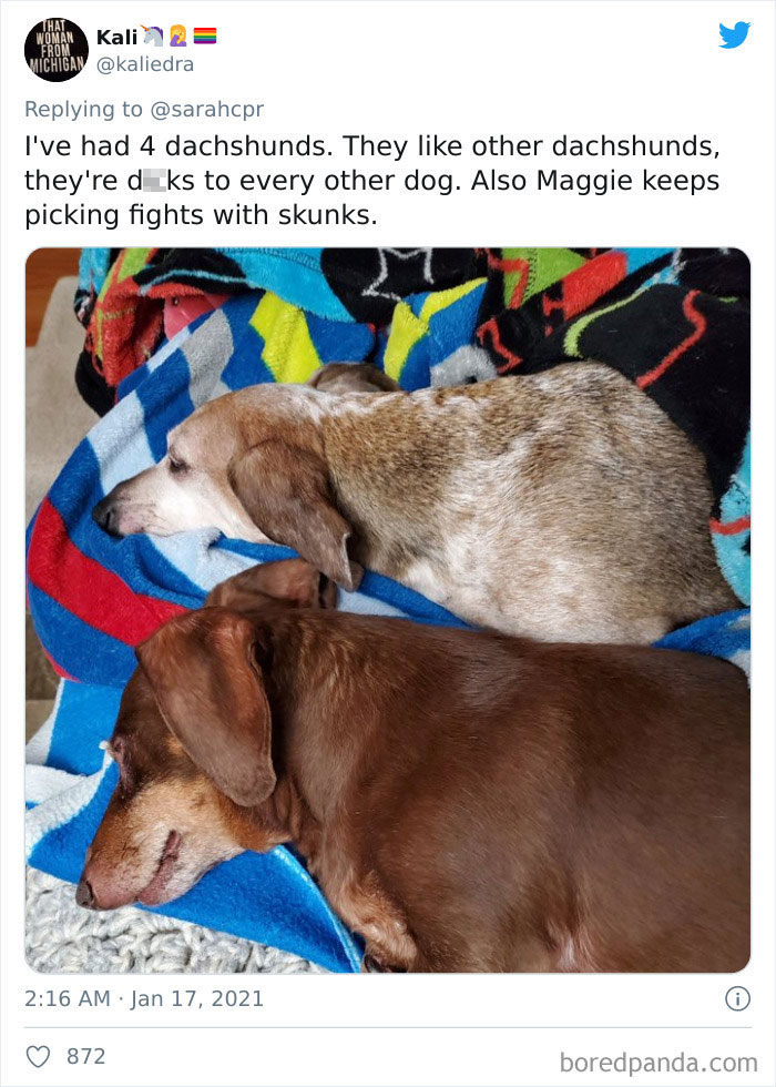 Funny-Informative-Dachshunds-Tweets