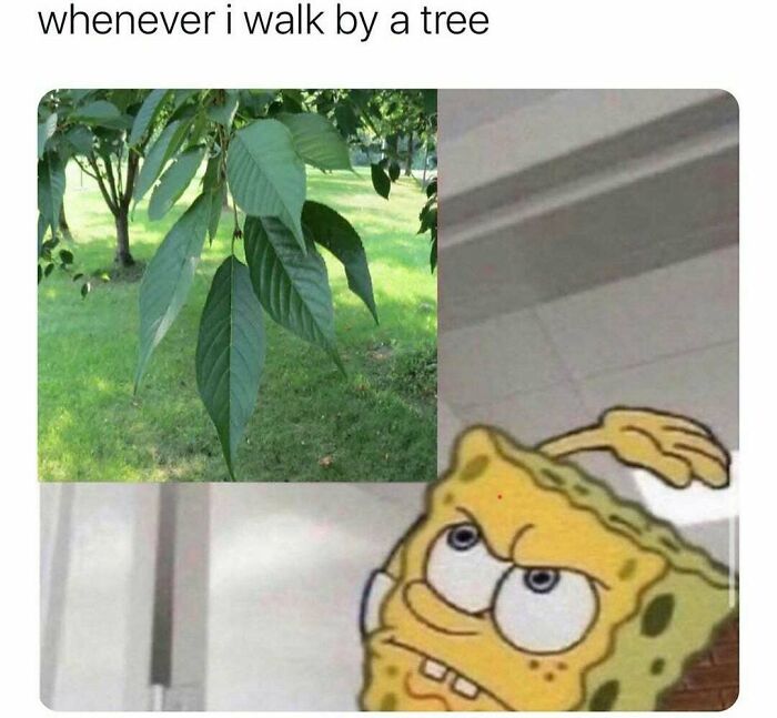 Ah Yes, The Leaf