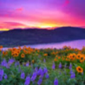 sophiasinclair avatar