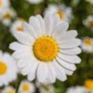 emilytiscareno avatar