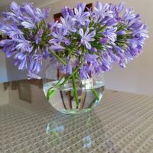 rose_mihailevs avatar