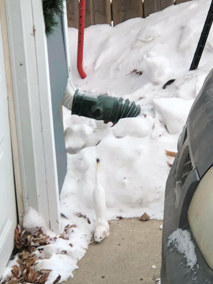 Found A Stoat At My House In The City