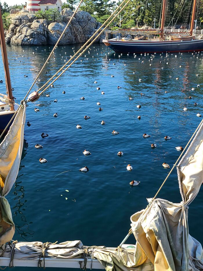 These Ducks Practicing Social Distancing