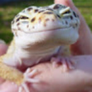 nicholaswarstler avatar