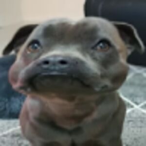 tessapeterson avatar