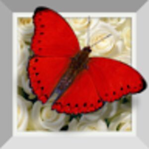 michaelmccord avatar