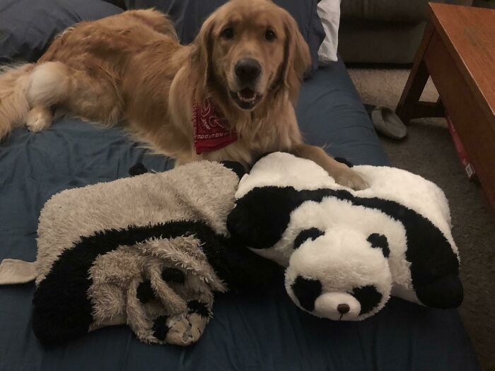 Ollie’s New Panda And 3 Year Old Panda