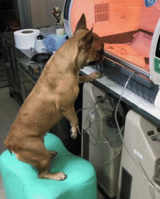 Watching Her Puppies