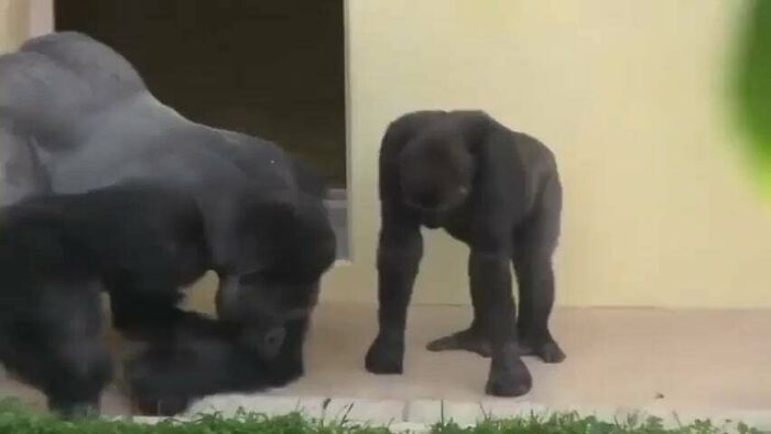 Silverback And His Son, Calmly Observe A Caterpillar