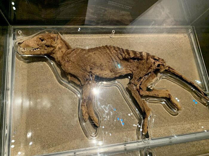 Mummified Thylacine At The Western Australian Museum. It Is Displayed As It Was Found In A Nullarbor Cave