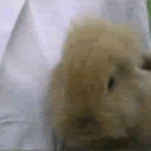 Nibbles The Destroyer!