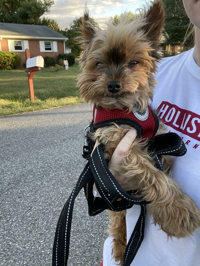 Today I Found This Really Cute Dog And Returned It To Its Owners. Rare Lost Pupper