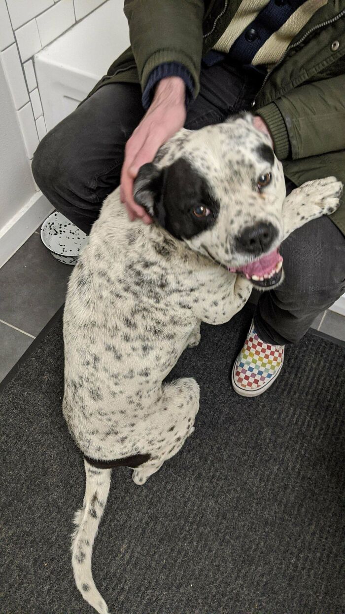 Thanks To The Help Of Some Savvy Internet Dog Detectives, We Were Able To Confirm And Reunite Scar With His Family This Morning