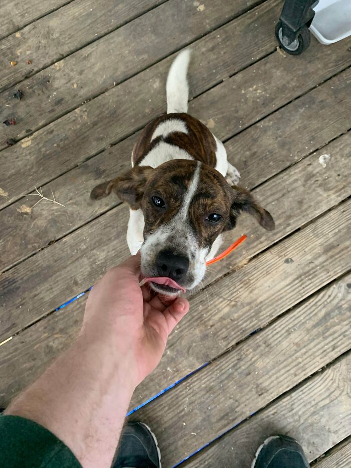 I Reunited A Lost Dog With Its Owner Today