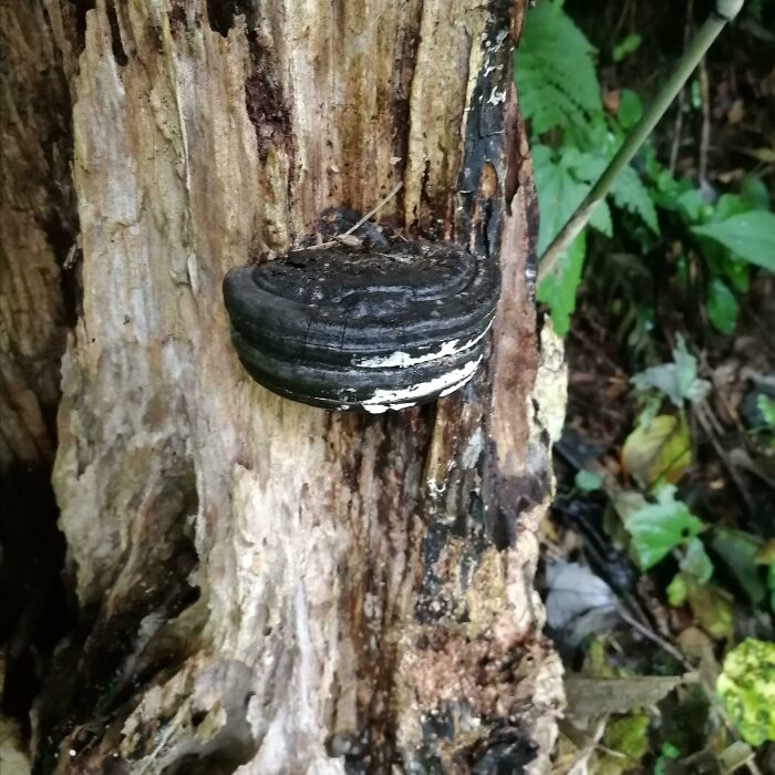 Forbidden Natural Oreo