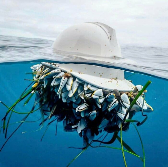Abandoned Hard Hat Reclaimed By Goose Barnacles