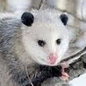 kaylacampbell avatar