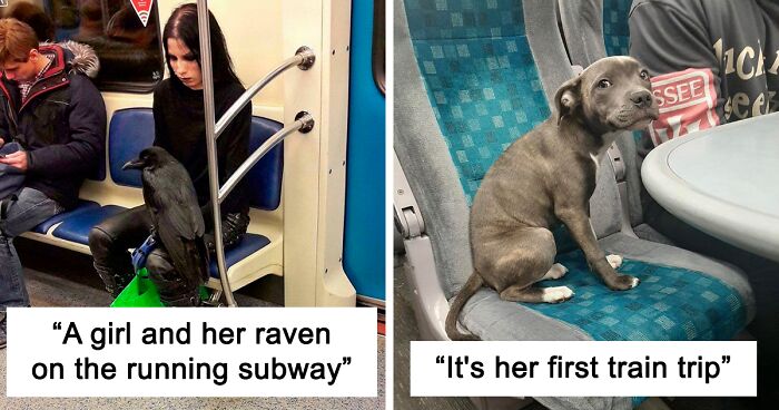50 Animals Who Had To Travel And Still Behaved More Civilized Than Many People