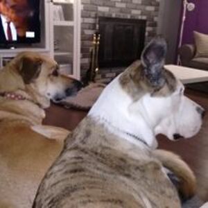 johanne333larochelle avatar