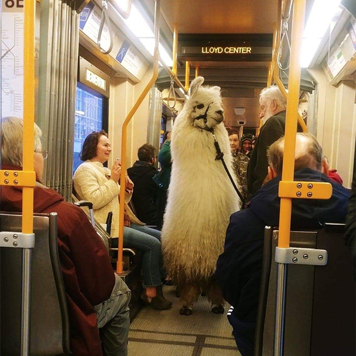 50 Animales viajando que se comportan de forma más civilizada que muchas personas