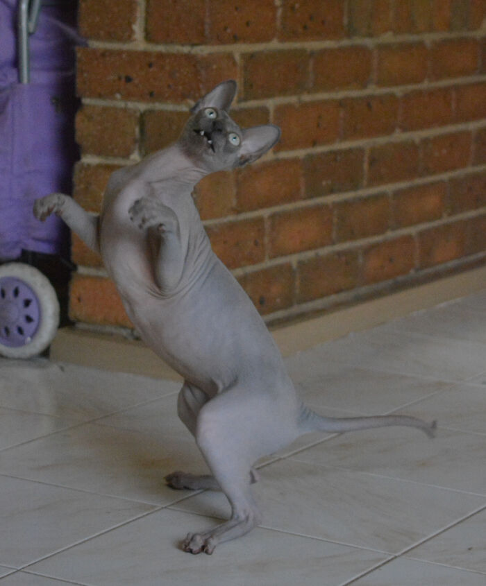 "Get A Sphynx," They Said. "They're So Regal And Exotic," They Said. My Son Is A T-Rex