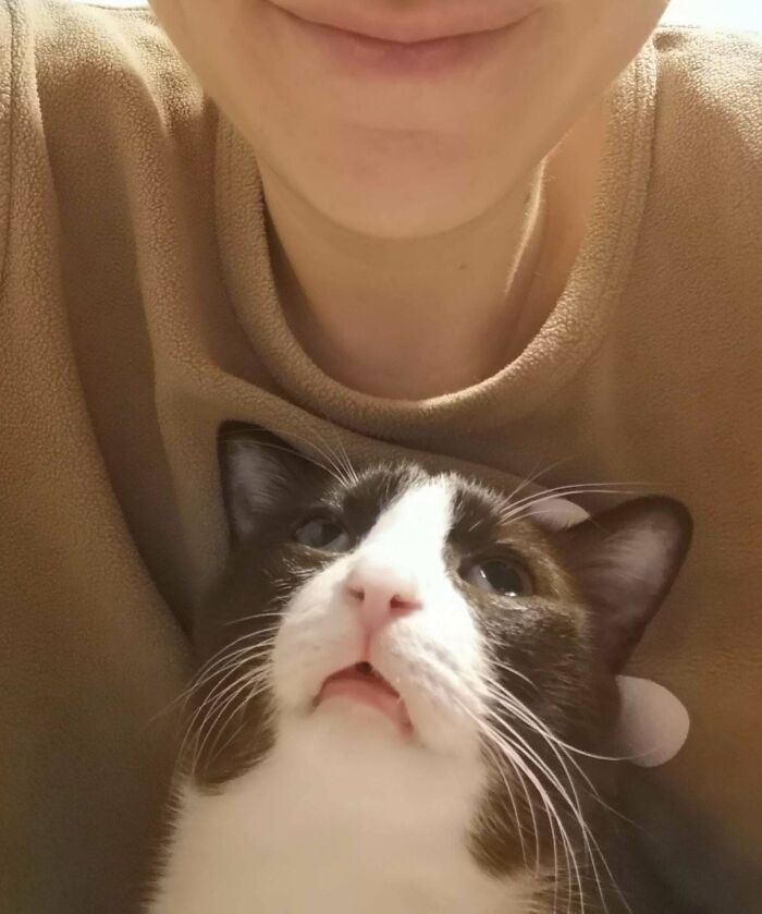 My Cat's Derp Face When He Demands Attention
