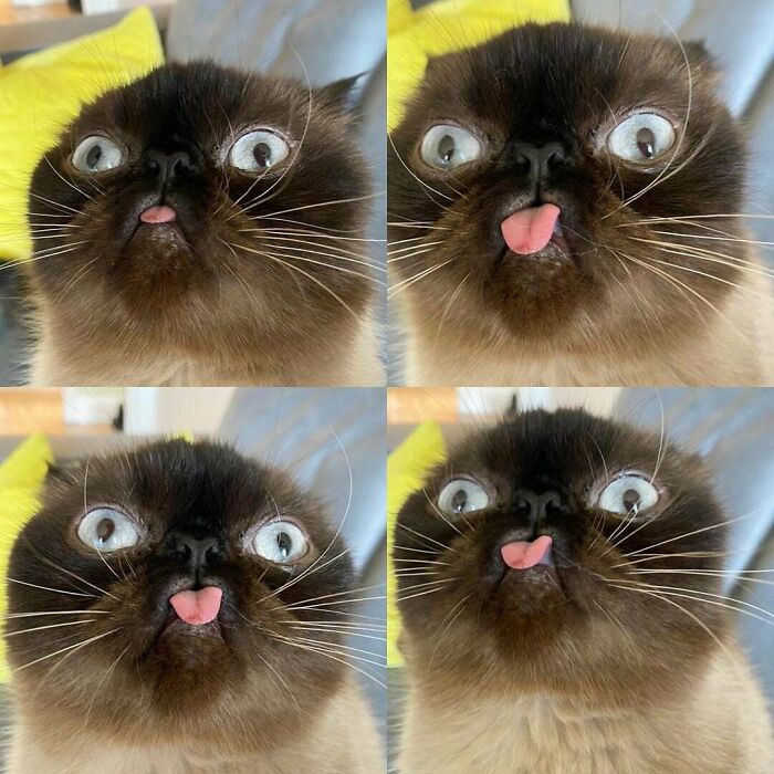 Derp Cat X4