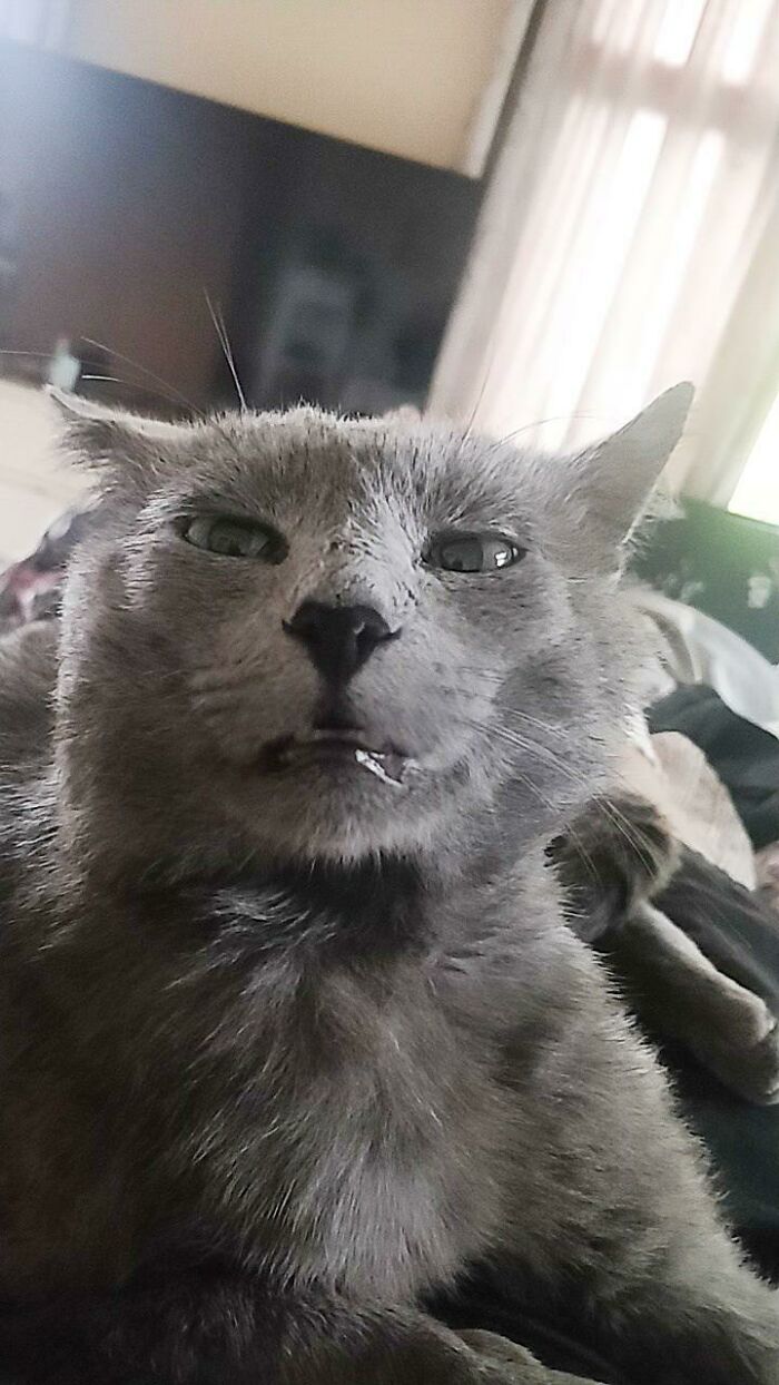 Adopted Carl A Week Ago. He's A Bit Odd.